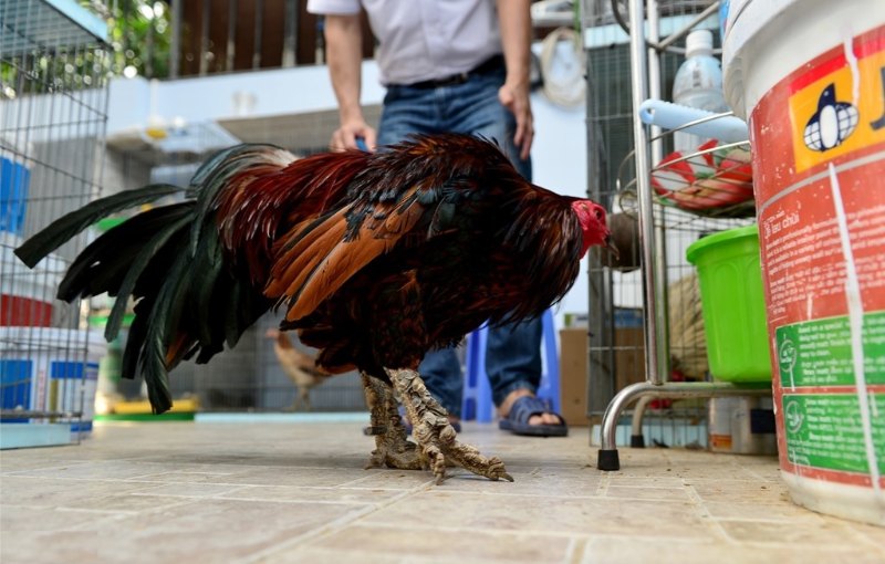 Tiết lộ cách nuôi gà chọi vảy rồng phát triển toàn diện
