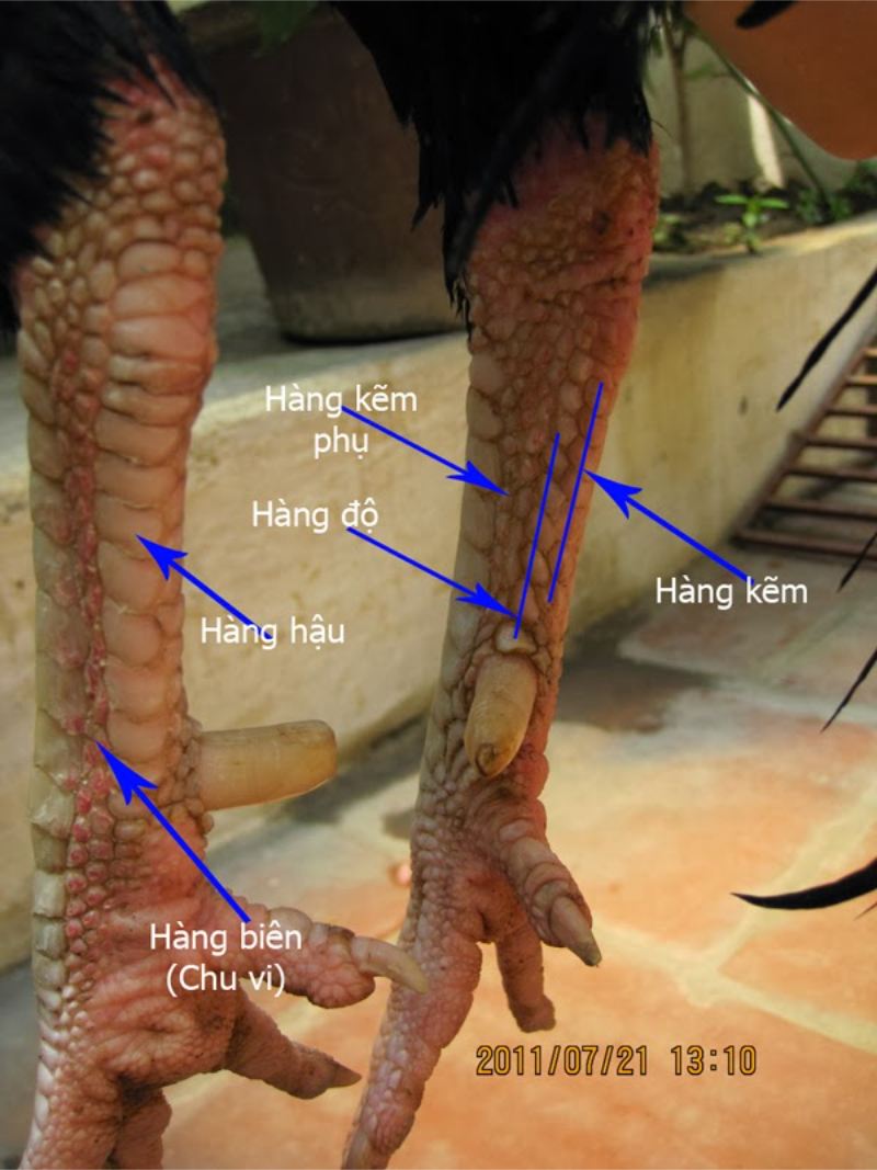 Hàng độ được biết đến là 1 - 2 hàng vảy từ vị trí cựa lên hướng gối