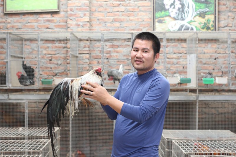 Những kỹ thuật nuôi gà tre Tân Châu quan trọng