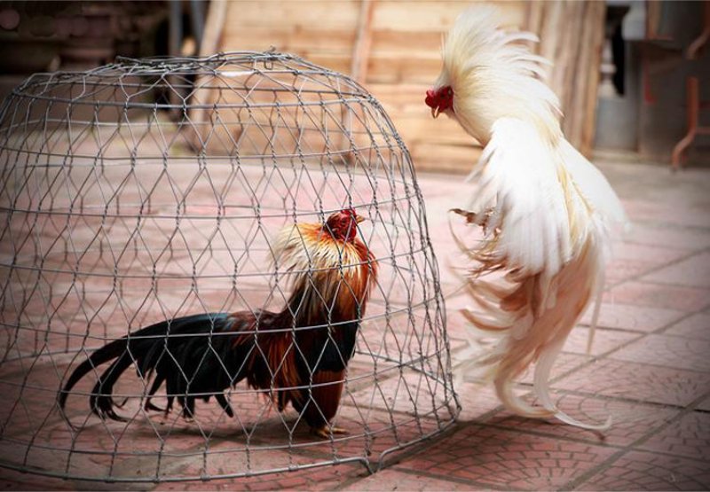 Chăm sóc gà tre Tân Châu cẩn thận qua từng giai đoạn