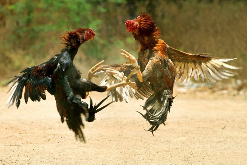 Tổng hợp một vài bài luyện cơ chân cho gà chọi hiệu quả