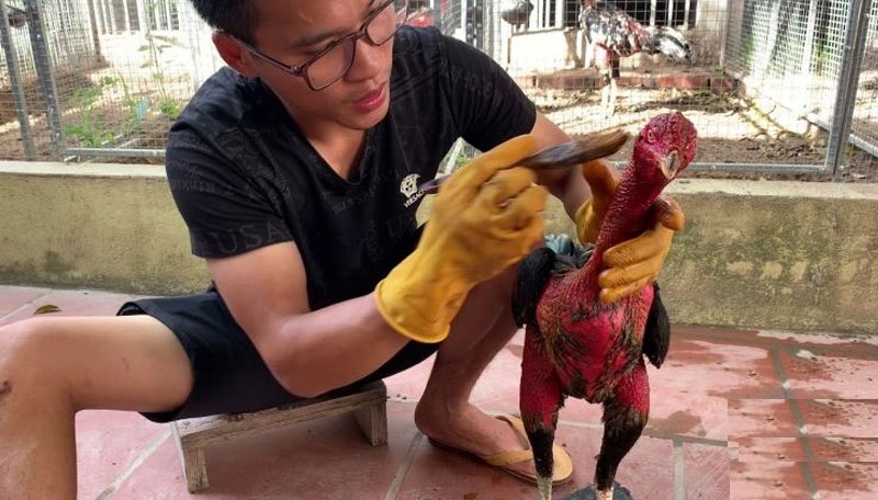 Luyện cơ chân cho gà chọi bằng bài om bóp vào nghệ