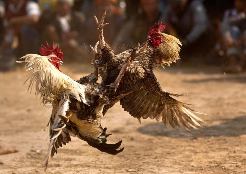 Lưu ý khi chăm sóc gà đá vảy nội hoa đăng
